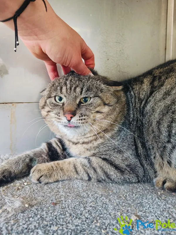 Kot do adopcji, Racławice, 5 stycznia 2025 (4/5)