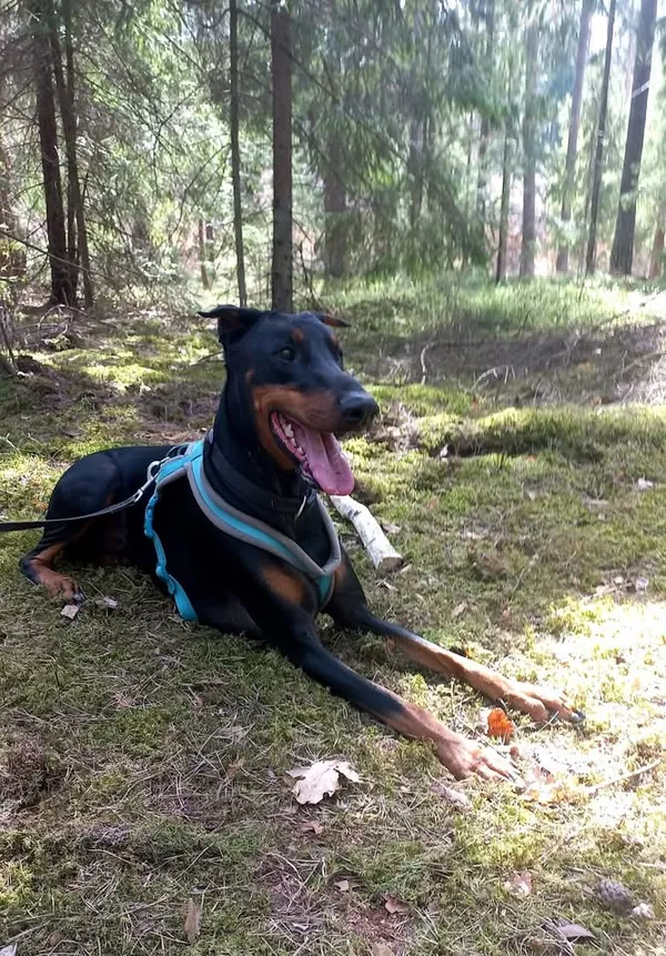 Pies do adopcji, Olsztyn, 4 kwietnia 2025 (1/5)