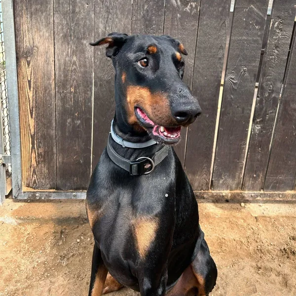 Pies do adopcji, Olsztyn, 4 kwietnia 2025 (3/5)