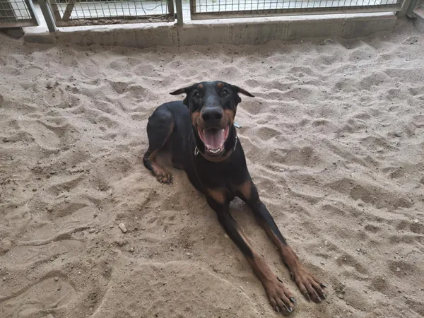 Pies do adopcji, Olsztyn, 4 kwietnia 2025 (4/5)