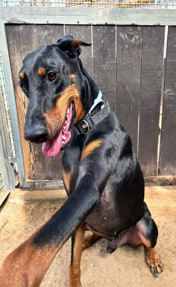 Pies do adopcji, Olsztyn, 4 kwietnia 2025 (5/5)