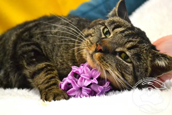 Kot do adopcji, Chełmek, 3 kwietnia 2025