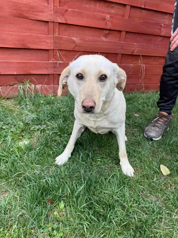 Znaleziono psa, Czartki, 8 kwietnia 2025