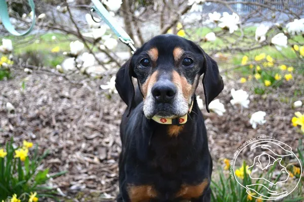 Pies do adopcji, Chełmek, 28 lutego 2025