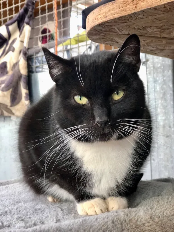 Kot do adopcji, Gdańsk, 8 kwietnia 2025