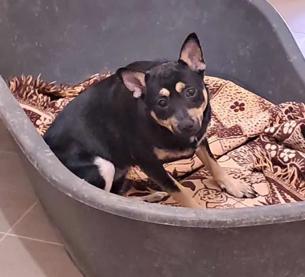 Znaleziono psa, Olsztyn, 4 kwietnia 2025