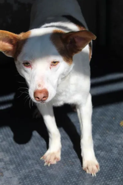 Pies do adopcji, Bełchatów, 7 listopada 2023 (1/5)