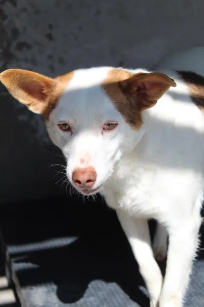 Pies do adopcji, Bełchatów, 7 listopada 2023 (2/5)