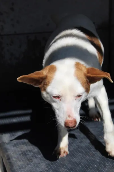 Pies do adopcji, Bełchatów, 7 listopada 2023 (4/5)