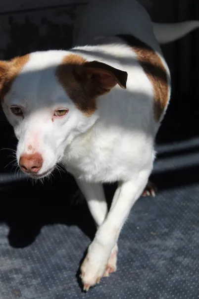 Pies do adopcji, Bełchatów, 7 listopada 2023 (5/5)