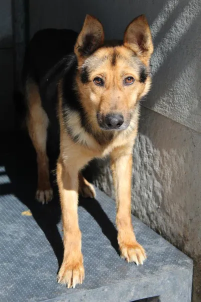 Pies do adopcji, Bełchatów, 16 października 2023 (1/5)