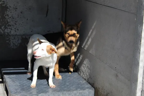 Pies do adopcji, Bełchatów, 16 października 2023 (4/5)