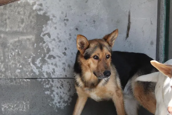 Pies do adopcji, Bełchatów, 16 października 2023 (5/5)