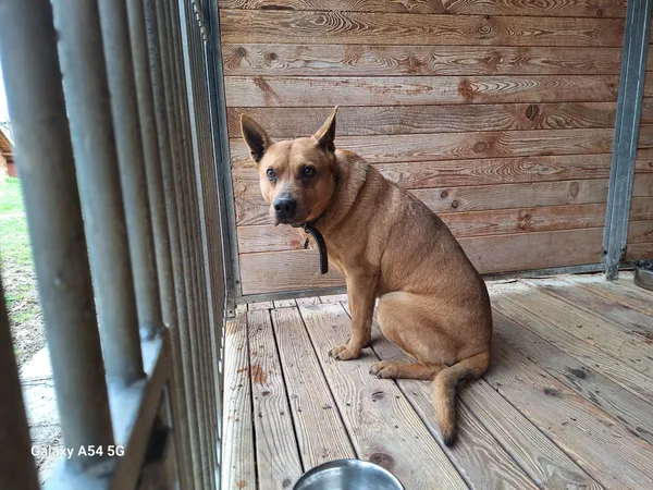 Pies do adopcji, Orzechowce, 8 kwietnia 2025 (2/4)