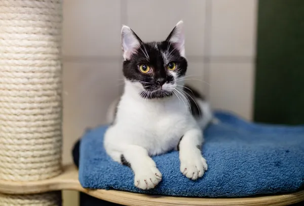 Kot do adopcji, Częstochowa, 17 września 2024 (1/5)