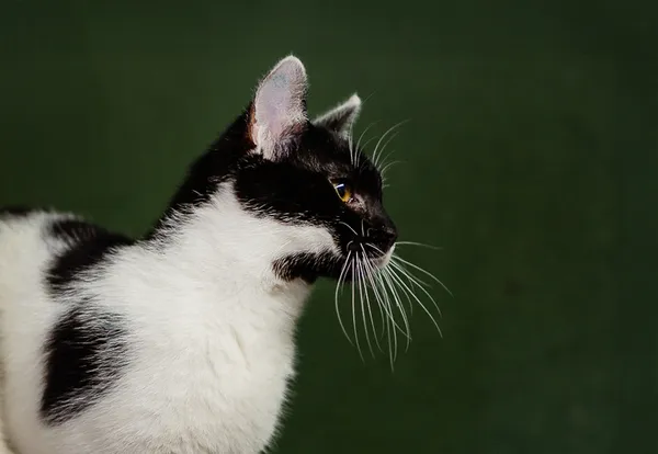 Kot do adopcji, Częstochowa, 17 września 2024 (3/5)