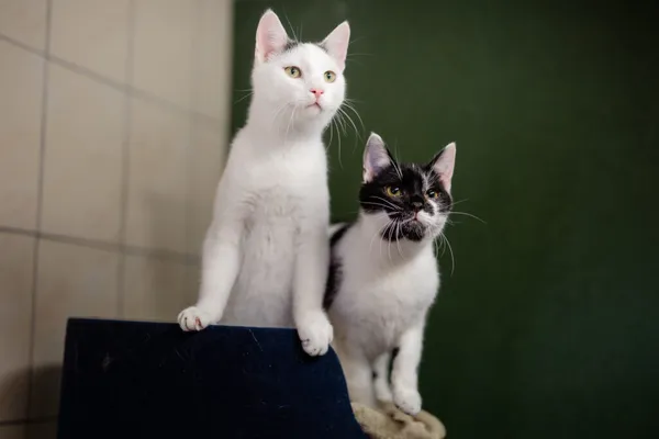 Kot do adopcji, Częstochowa, 17 września 2024 (4/5)