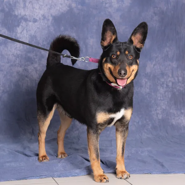 Pies do adopcji, Gdańsk, 8 kwietnia 2025