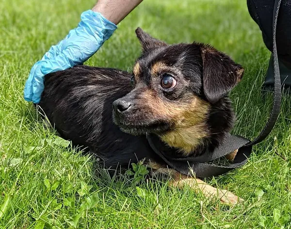 Znaleziono psa, Lublin, 8 kwietnia 2025 (3/3)