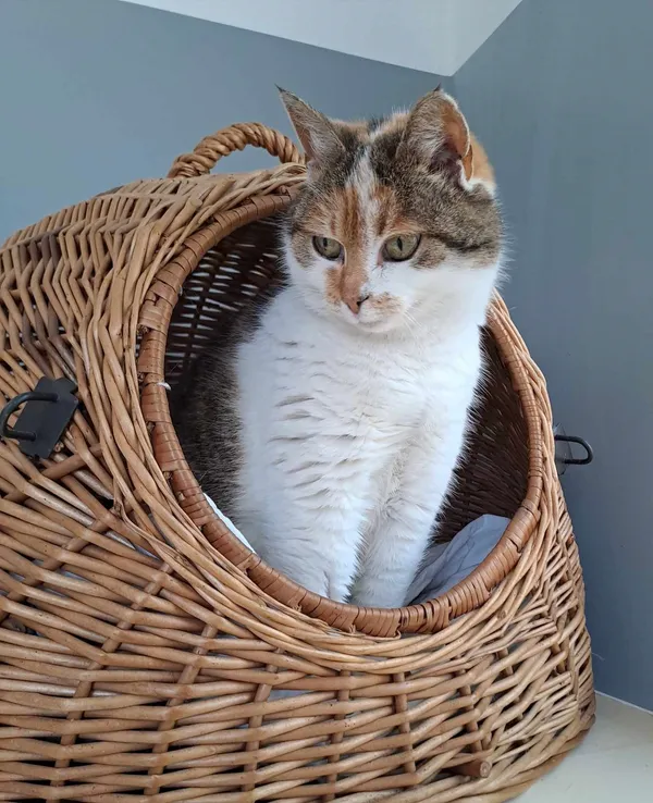 Kot do adopcji, Olsztyn, 20 marca 2025