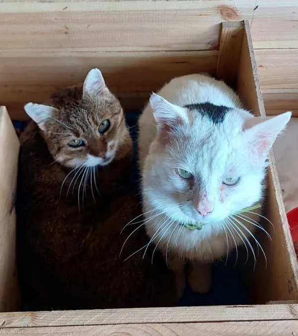 Kot do adopcji, Olsztyn, 19 marca 2025