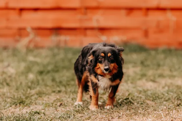 Pies do adopcji, Czartki, 8 kwietnia 2025 (1/5)