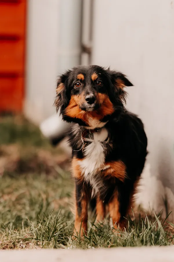 Pies do adopcji, Czartki, 8 kwietnia 2025 (2/5)