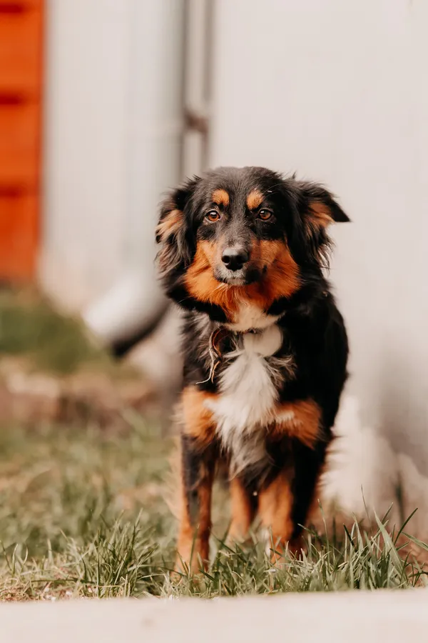 Pies do adopcji, Czartki, 8 kwietnia 2025 (3/5)