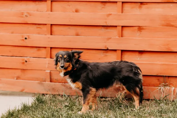 Pies do adopcji, Czartki, 8 kwietnia 2025 (4/5)