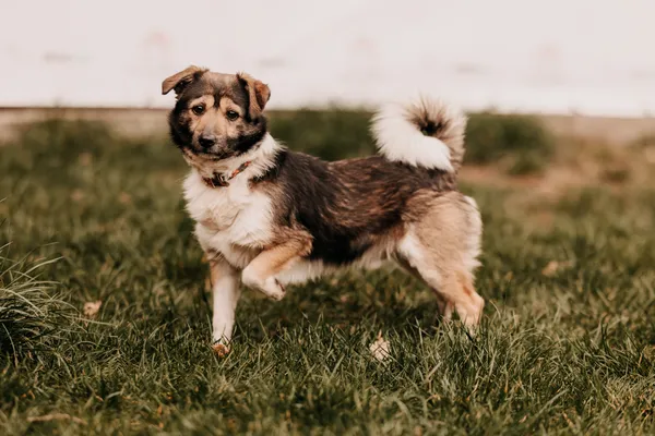 Pies do adopcji, Czartki, 8 kwietnia 2025 (1/5)