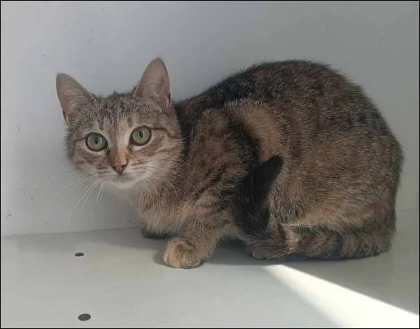 Znaleziono kota, Grudziądz, 8 kwietnia 2025