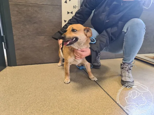 Znaleziono psa, Chełmek, 7 kwietnia 2025