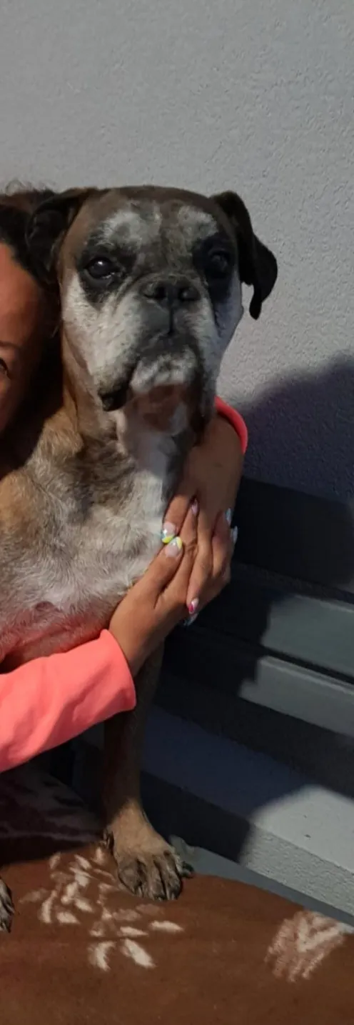 Zaginął pies, Katowice, Murcki, 9 kwietnia 2025 (1/2)