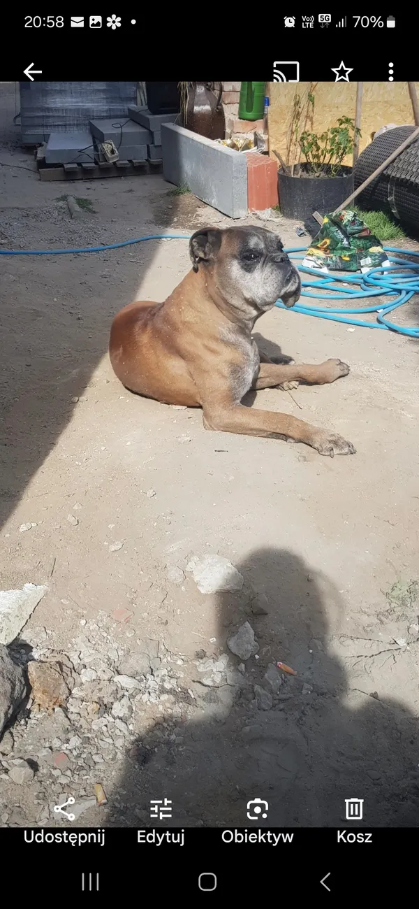 Zaginął pies, Katowice, Murcki, 9 kwietnia 2025 (2/2)
