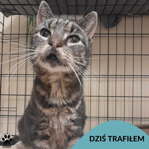 Znaleziono kota, Gdynia, 4 kwietnia 2025