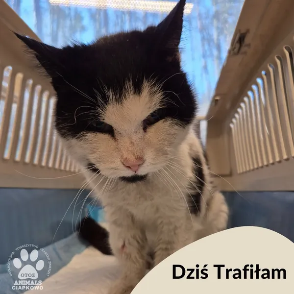 Znaleziono kota, Gdynia, 2 kwietnia 2025