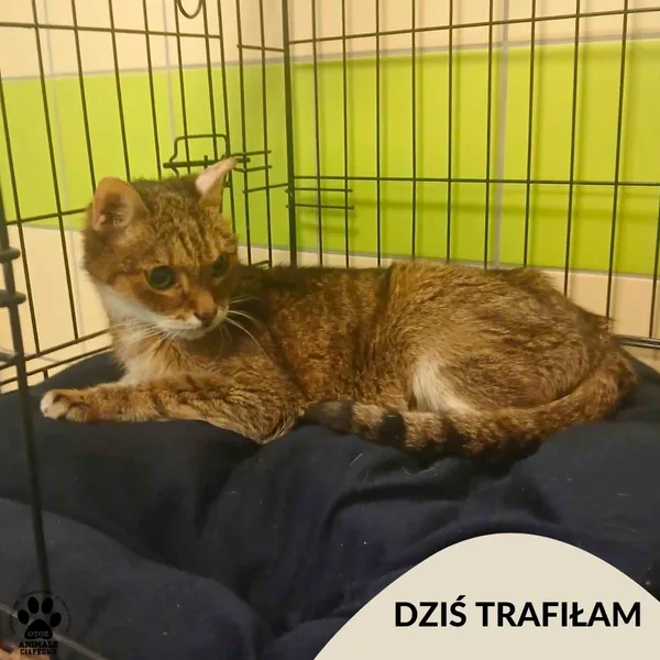 Znaleziono kota, Gdynia, 29 lipca 2025