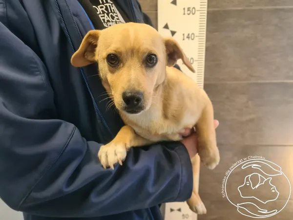 Znaleziono psa, Chełmek, 9 kwietnia 2025