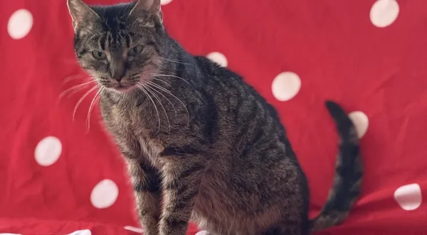 Kot do adopcji, Pieczyska, 9 kwietnia 2025 (1/4)