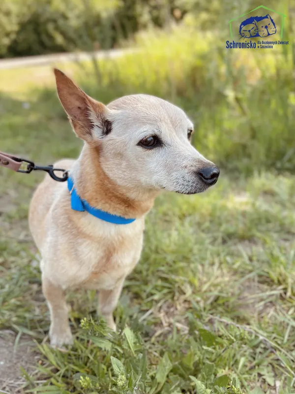 Znaleziono psa, Szczecin, 8 kwietnia 2025 (1/4)