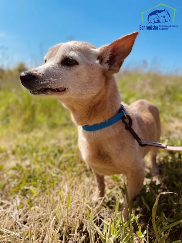 Znaleziono psa, Szczecin, 8 kwietnia 2025 (3/4)
