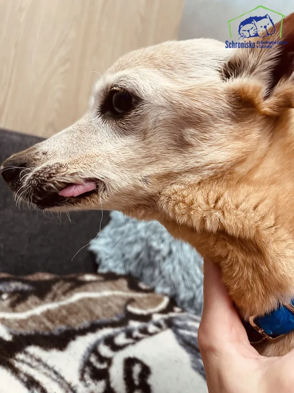 Znaleziono psa, Szczecin, 8 kwietnia 2025 (4/4)