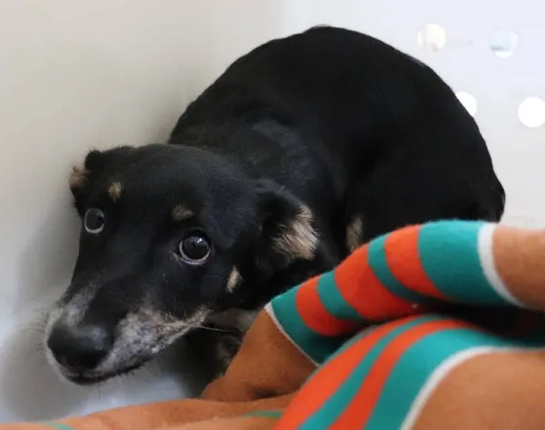 Znaleziono psa, Łódź, 8 kwietnia 2025 (1/5)