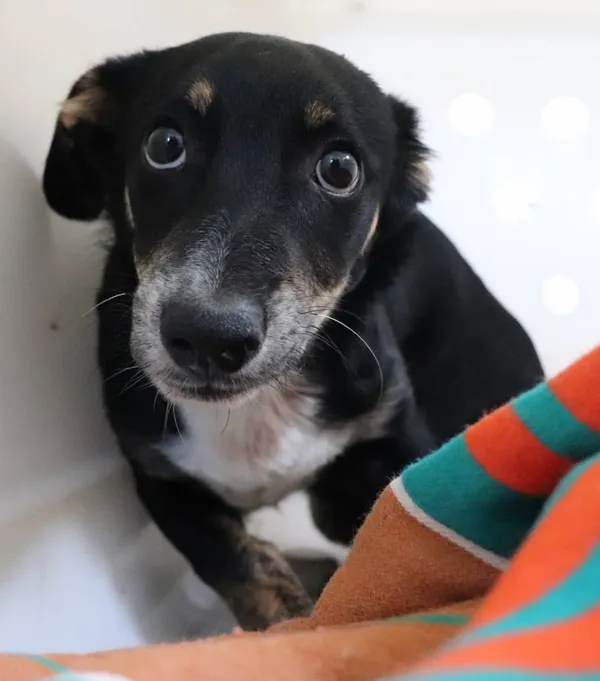 Znaleziono psa, Łódź, 8 kwietnia 2025 (2/5)