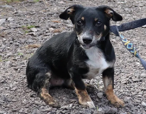 Znaleziono psa, Łódź, 8 kwietnia 2025 (3/5)