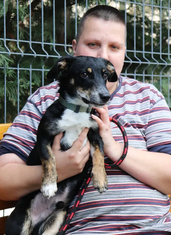 Znaleziono psa, Łódź, 8 kwietnia 2025 (4/5)