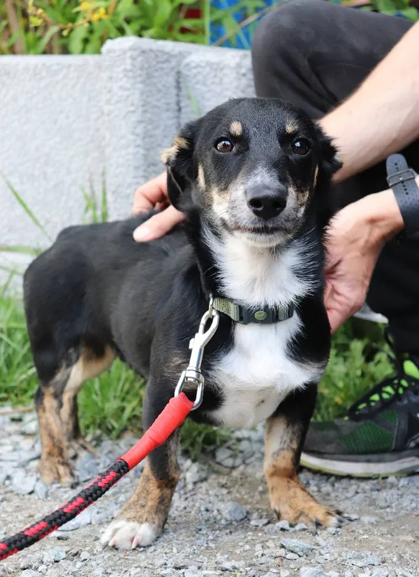 Znaleziono psa, Łódź, 8 kwietnia 2025 (5/5)