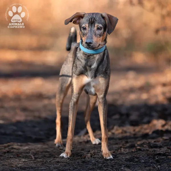 Pies do adopcji, Gdynia, 9 kwietnia 2025 (2/4)