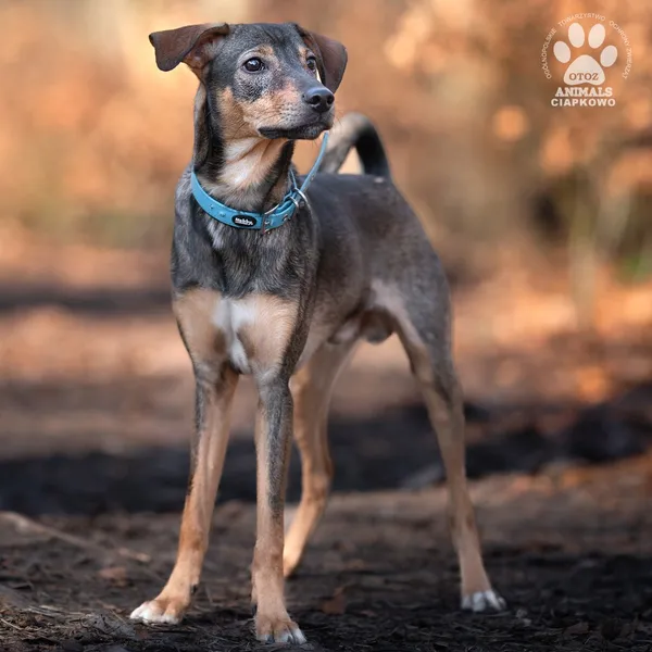 Pies do adopcji, Gdynia, 9 kwietnia 2025 (3/4)