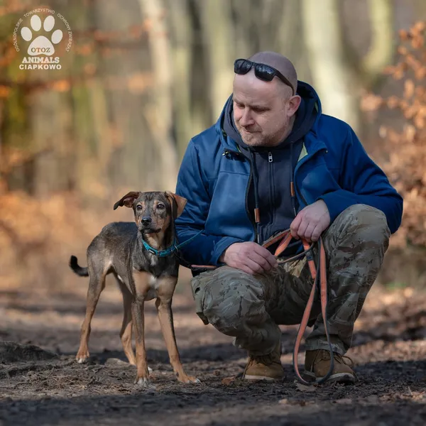 Pies do adopcji, Gdynia, 9 kwietnia 2025 (4/4)